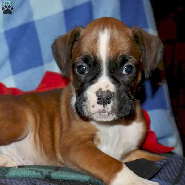 Lewis, Boxer Puppy