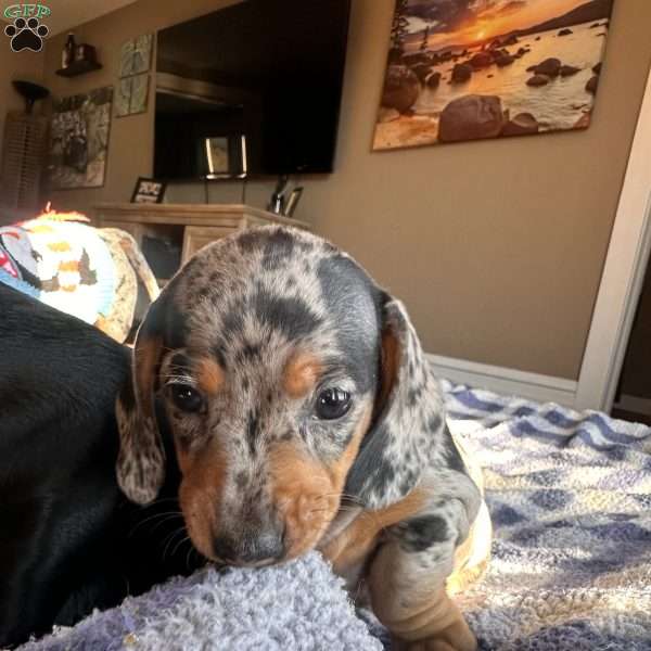 Valerie, Dachshund Puppy