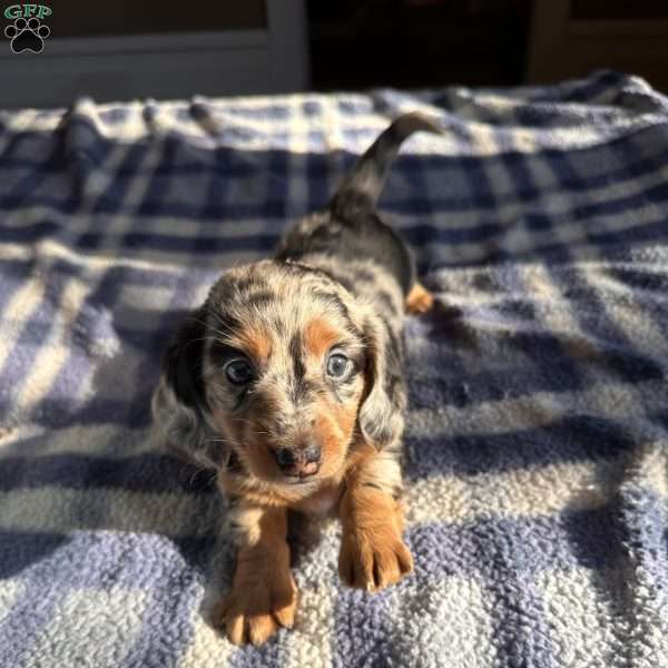 Mindi, Dachshund Puppy