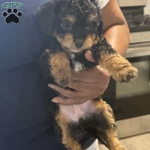 Becky, Cavapoo Puppy