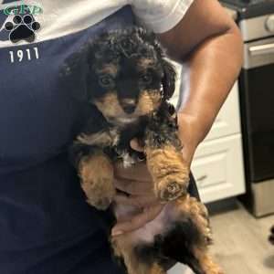 Becky, Cavapoo Puppy