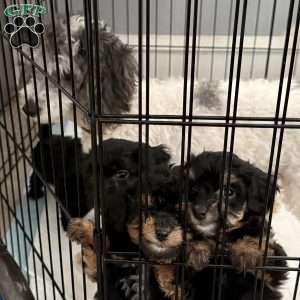 Becky, Cavapoo Puppy