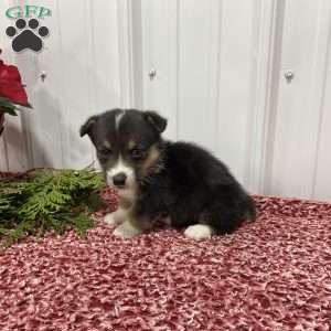 Leon, Pembroke Welsh Corgi Puppy