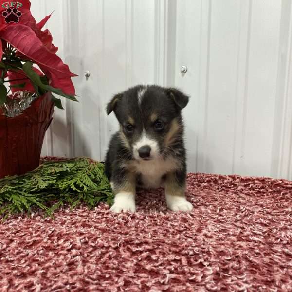 Leon, Pembroke Welsh Corgi Puppy