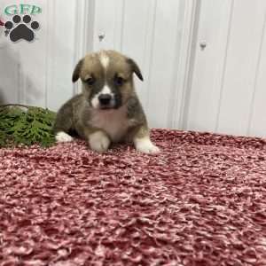 Lee, Pembroke Welsh Corgi Puppy