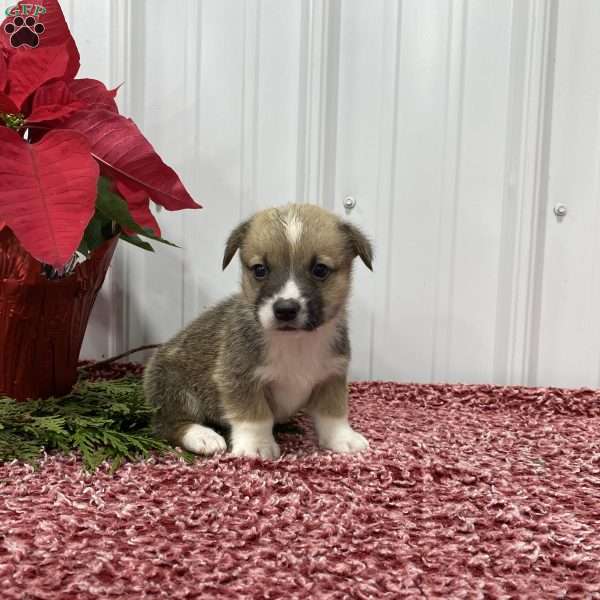 Lee, Pembroke Welsh Corgi Puppy