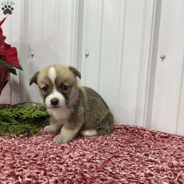 Louie, Pembroke Welsh Corgi Puppy