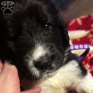 Muffin, Newfoundland Mix Puppy