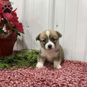 Louie, Pembroke Welsh Corgi Puppy