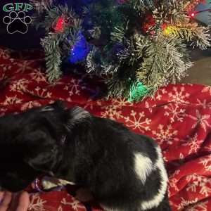 Muffin, Newfoundland Mix Puppy