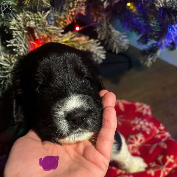 Muffin, Newfoundland Mix Puppy