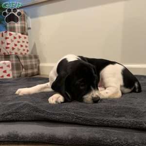 Orlando, Beagle Mix Puppy