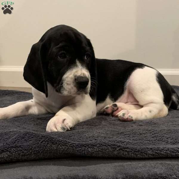 Orlando, Beagle Mix Puppy