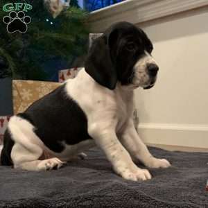 Orlando, Beagle Mix Puppy