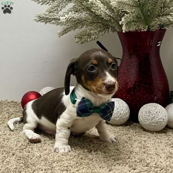 Milo, Dachshund Puppy