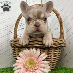 Bliss, French Bulldog Puppy