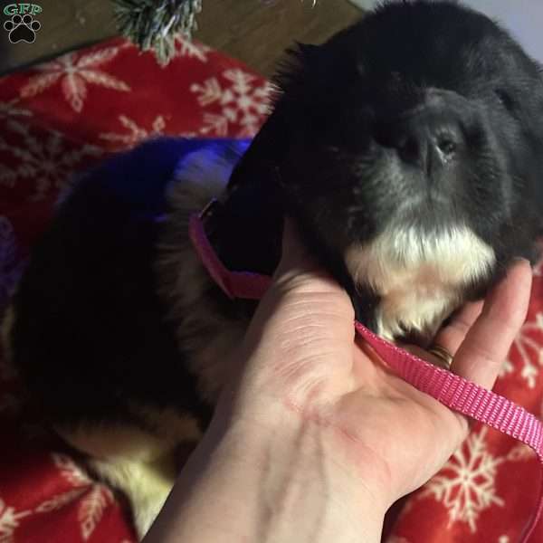 Trixie, Newfoundland Mix Puppy