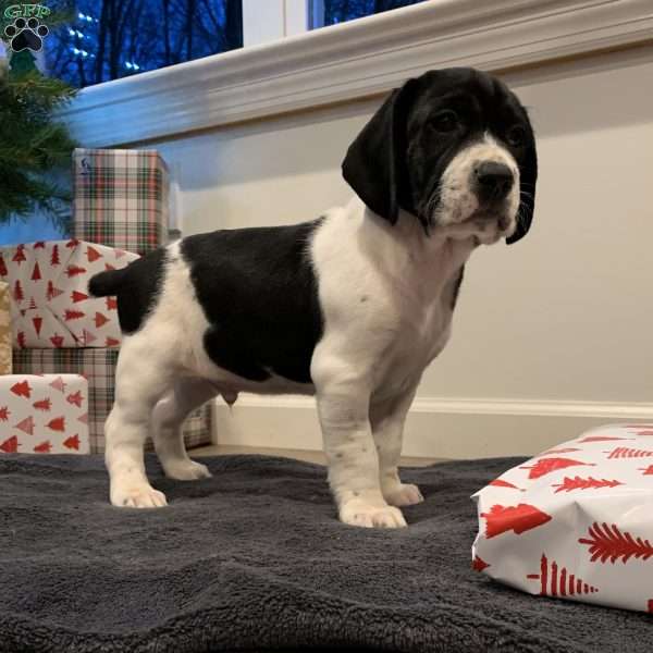 Orlando, Beagle Mix Puppy