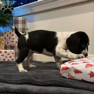 Preslee, Beagle Mix Puppy