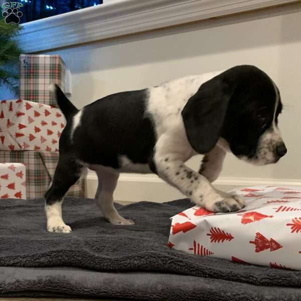 Preslee, Beagle Mix Puppy