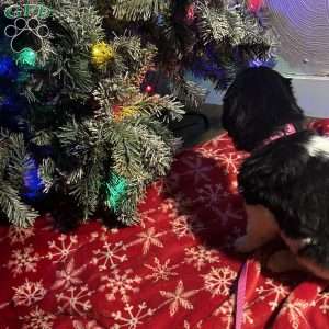 Trixie, Newfoundland Mix Puppy