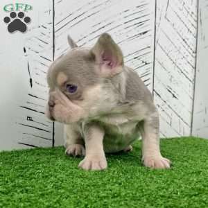 Bliss, French Bulldog Puppy