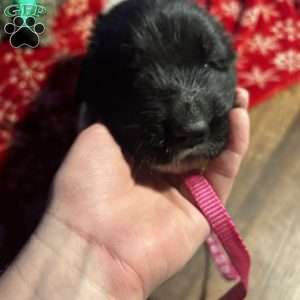 Trixie, Newfoundland Mix Puppy