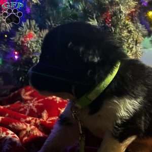 Bob, Newfoundland Mix Puppy