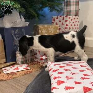 Preslee, Beagle Mix Puppy