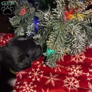 Bob, Newfoundland Mix Puppy