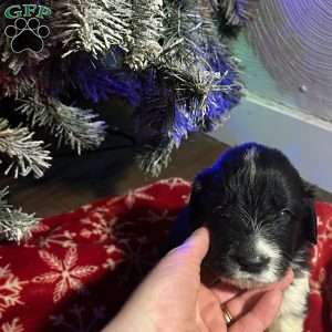 Bob, Newfoundland Mix Puppy