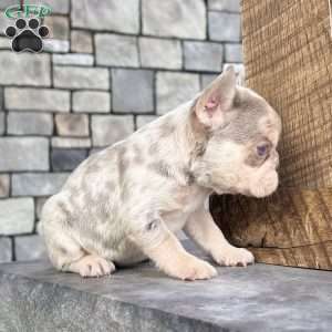 Bliss, French Bulldog Puppy