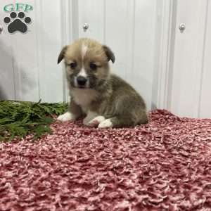 Lukus, Pembroke Welsh Corgi Puppy