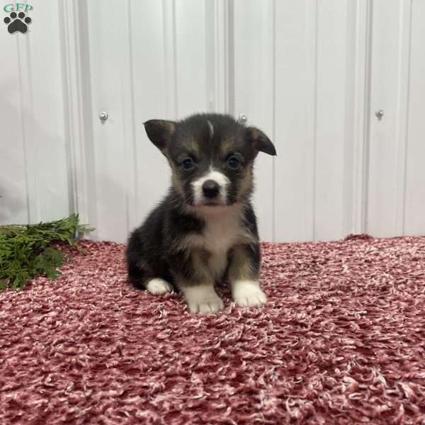 Luna, Pembroke Welsh Corgi Puppy