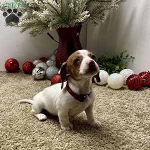 Macy, Dachshund Puppy