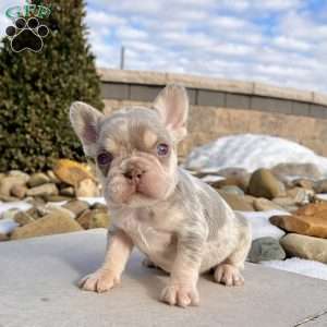 Bliss, French Bulldog Puppy