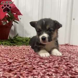 Luna, Pembroke Welsh Corgi Puppy