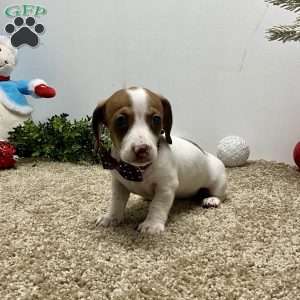 Macy, Dachshund Puppy