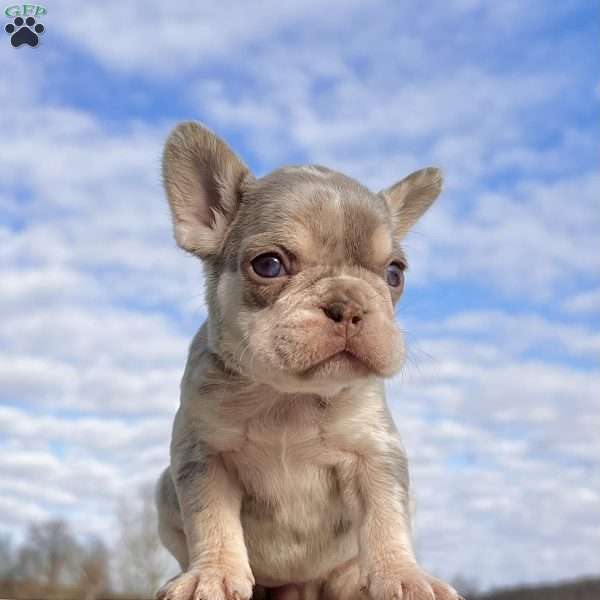 Bliss, French Bulldog Puppy
