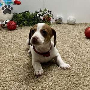 Macy, Dachshund Puppy