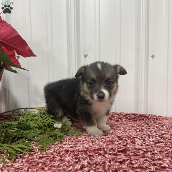 Lucy, Pembroke Welsh Corgi Puppy