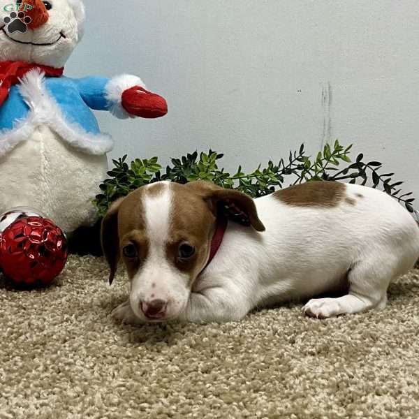 Macy, Dachshund Puppy