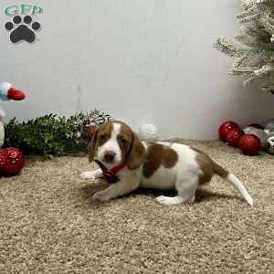 Megan, Dachshund Puppy