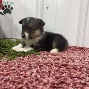 Lucy, Pembroke Welsh Corgi Puppy