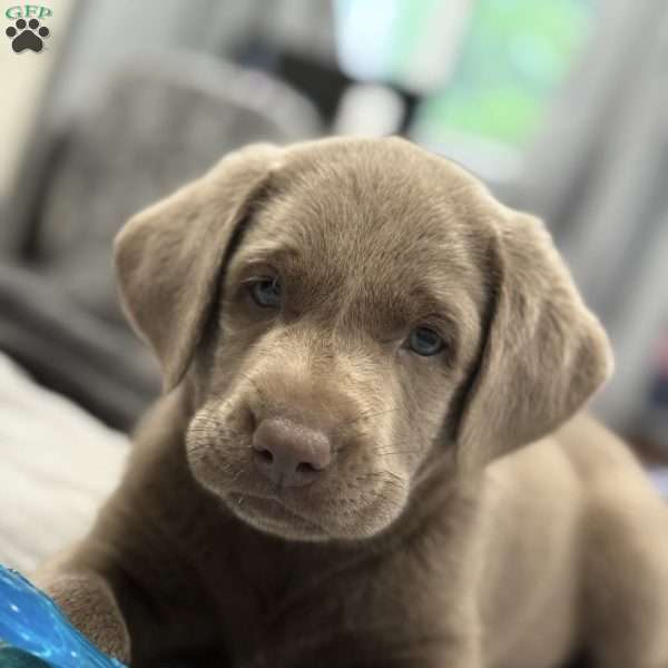 Dancer, Silver Labrador Retriever Puppy