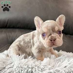 Bliss, French Bulldog Puppy
