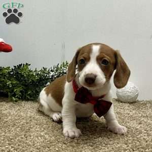 Megan, Dachshund Puppy