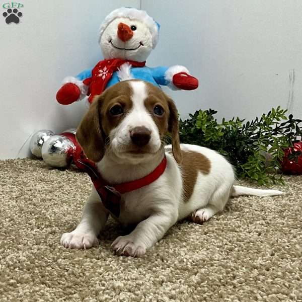 Megan, Dachshund Puppy