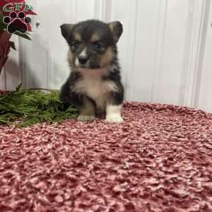 Lily, Pembroke Welsh Corgi Puppy