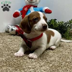 Megan, Dachshund Puppy